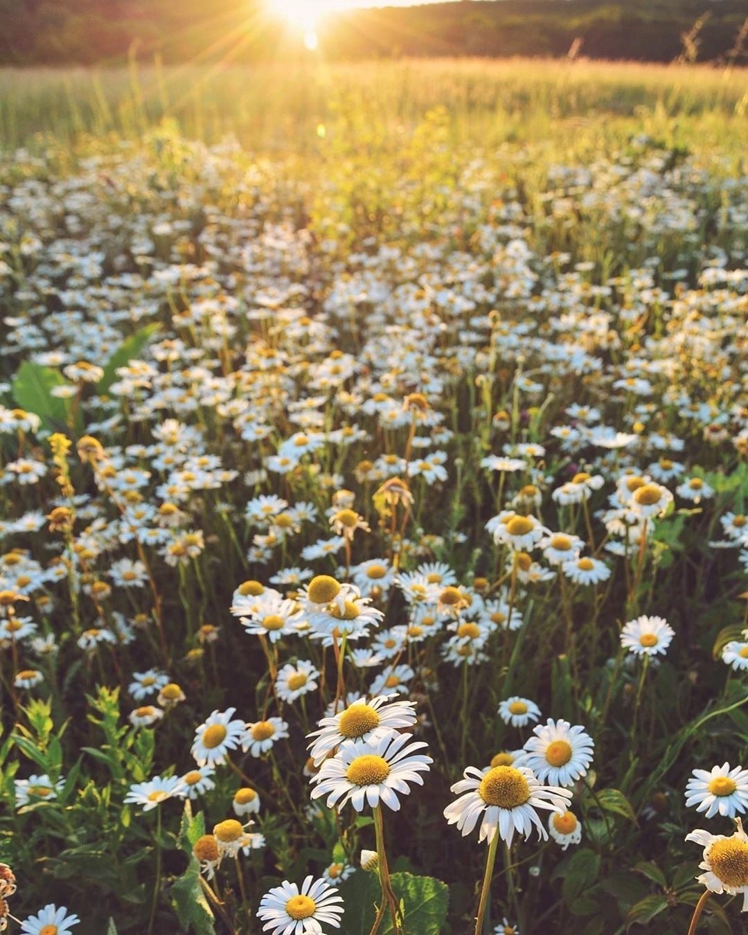 Дети в ромашковом поле