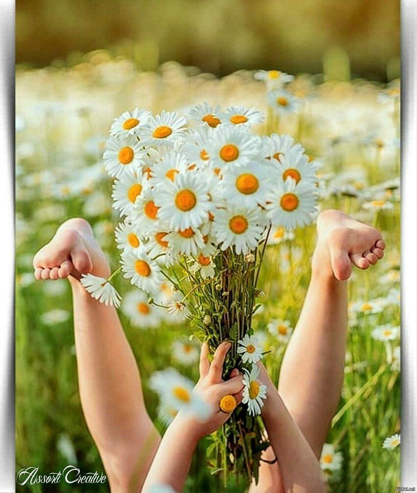 Ромашковое поле картинки для детей