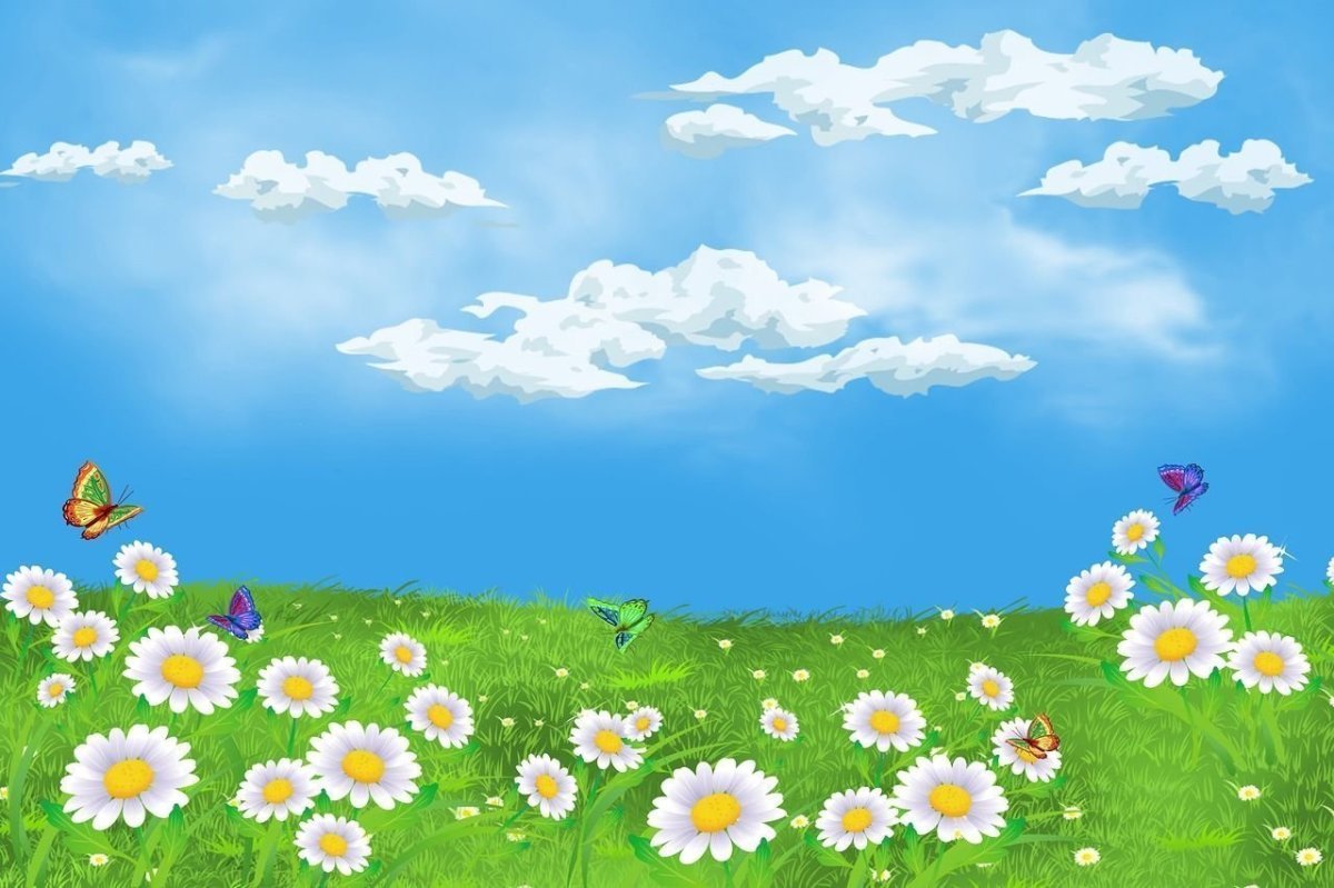 Ромашковое поле