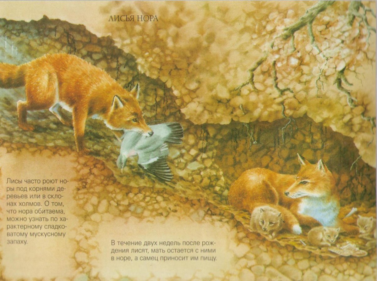 Нора лисы Лисья Нора