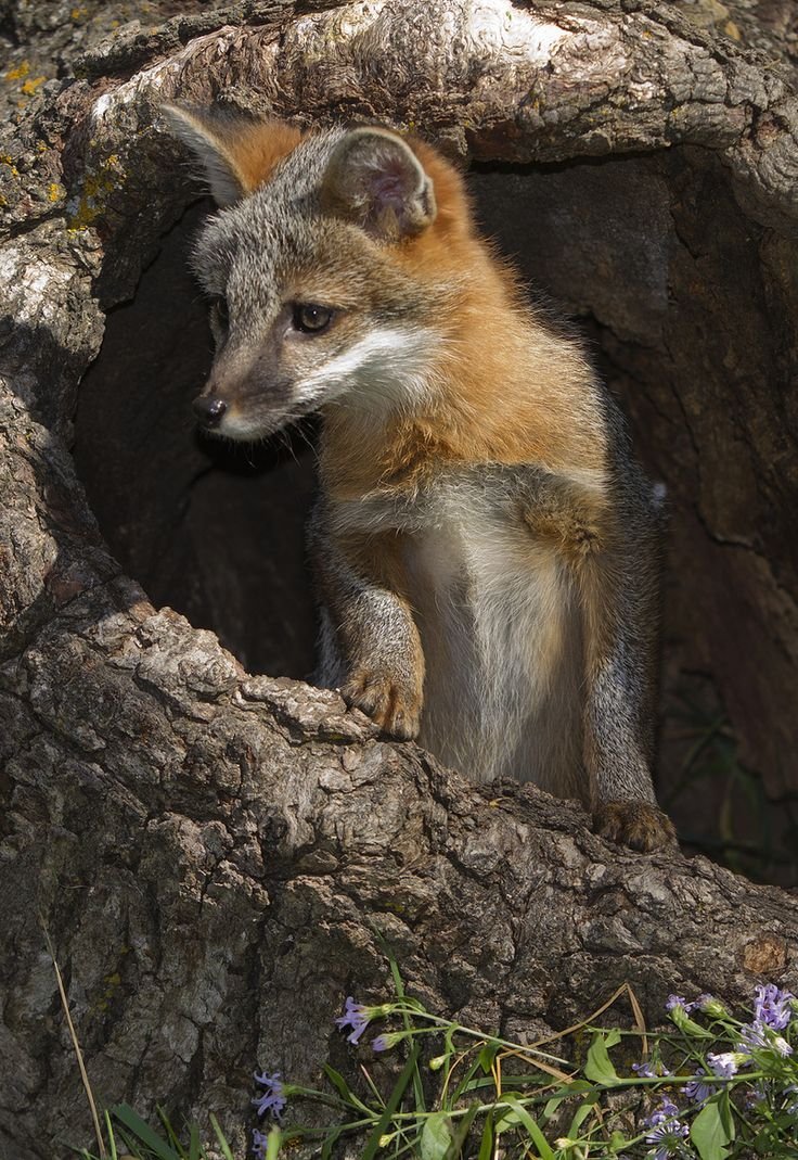 Грей Фокс лиса