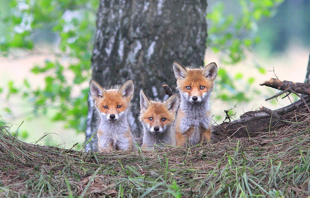 Алана Битиева «лиса с лисятами»)