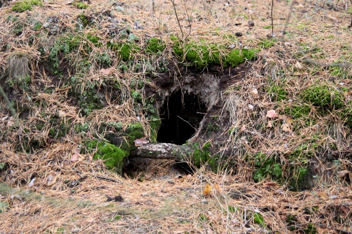 Нора Логово Берлога