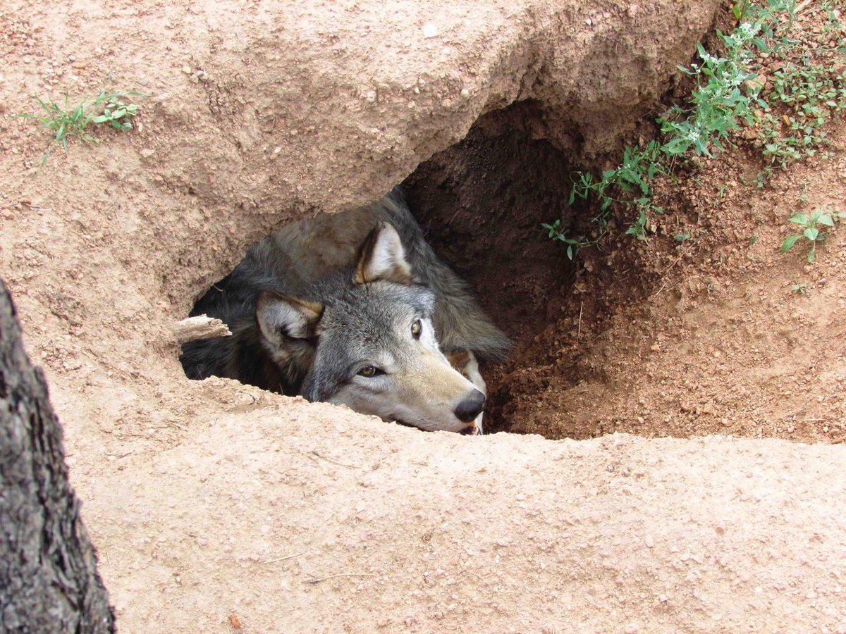 Волчье Логово Волков