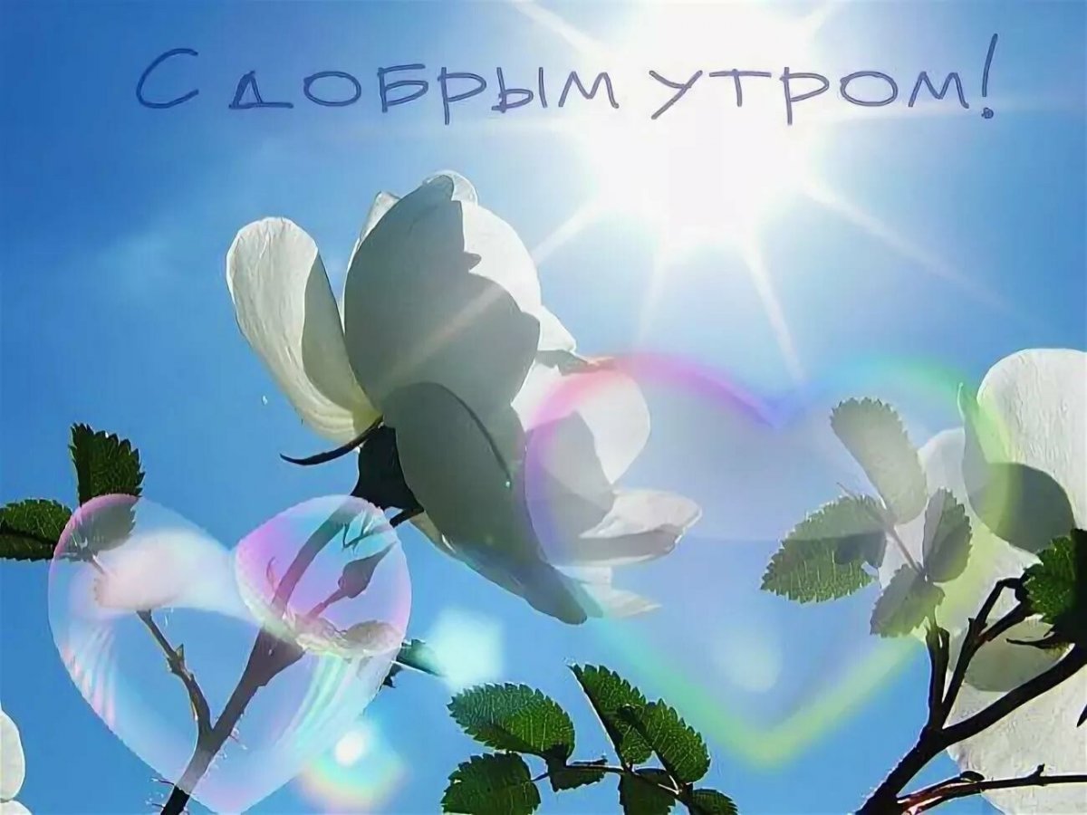 Красивые поздравления с добрым утром природа