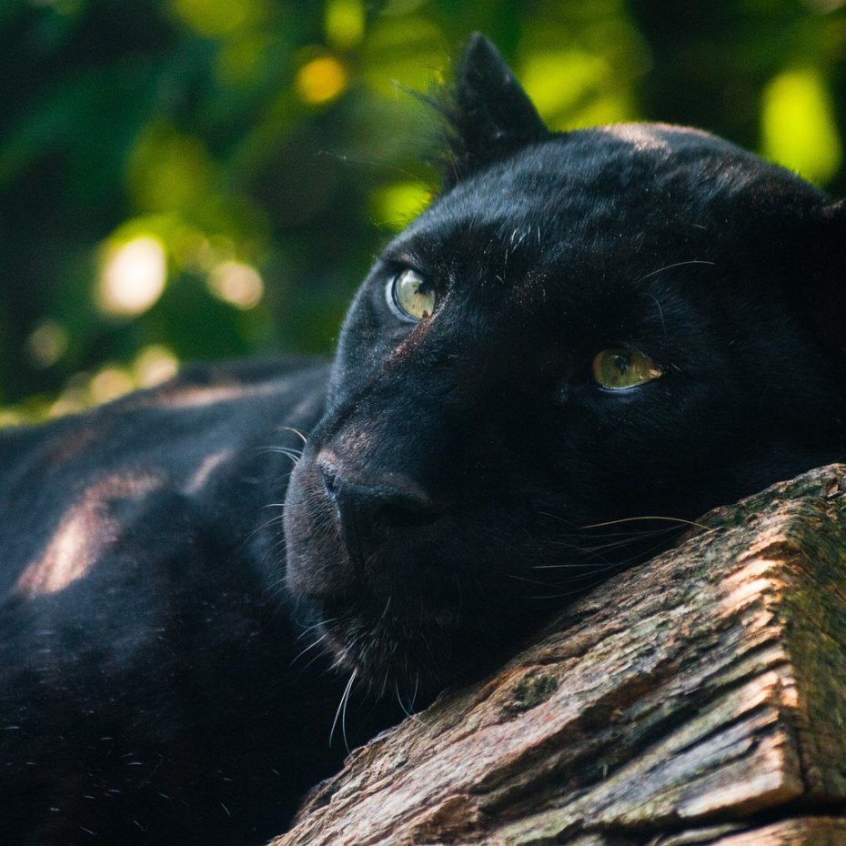 Пантера Багира