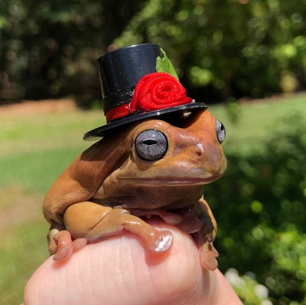 Лягушонок в шляпе