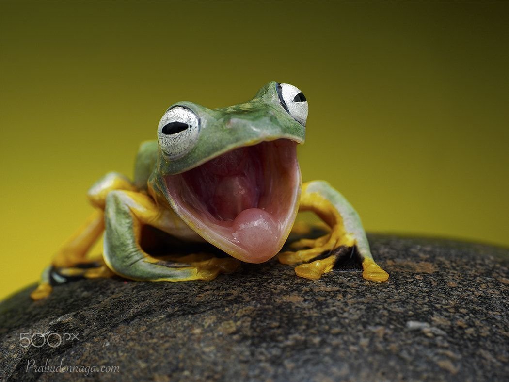 Лягушка зевает