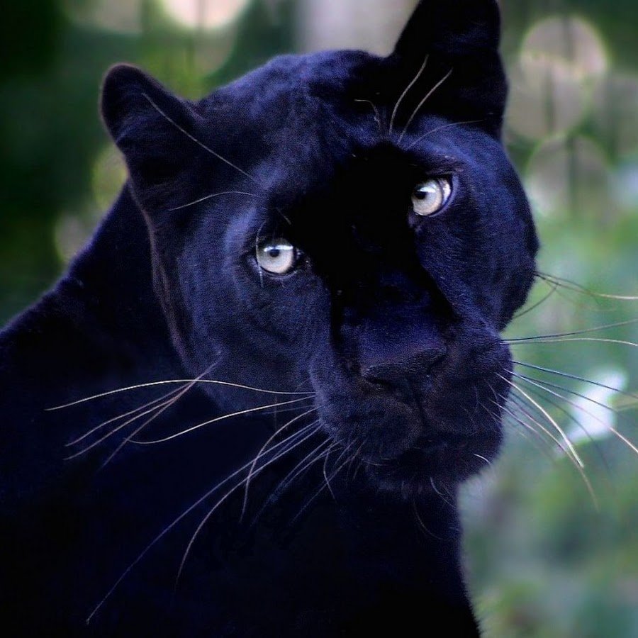 Пантера с голубыми глазами