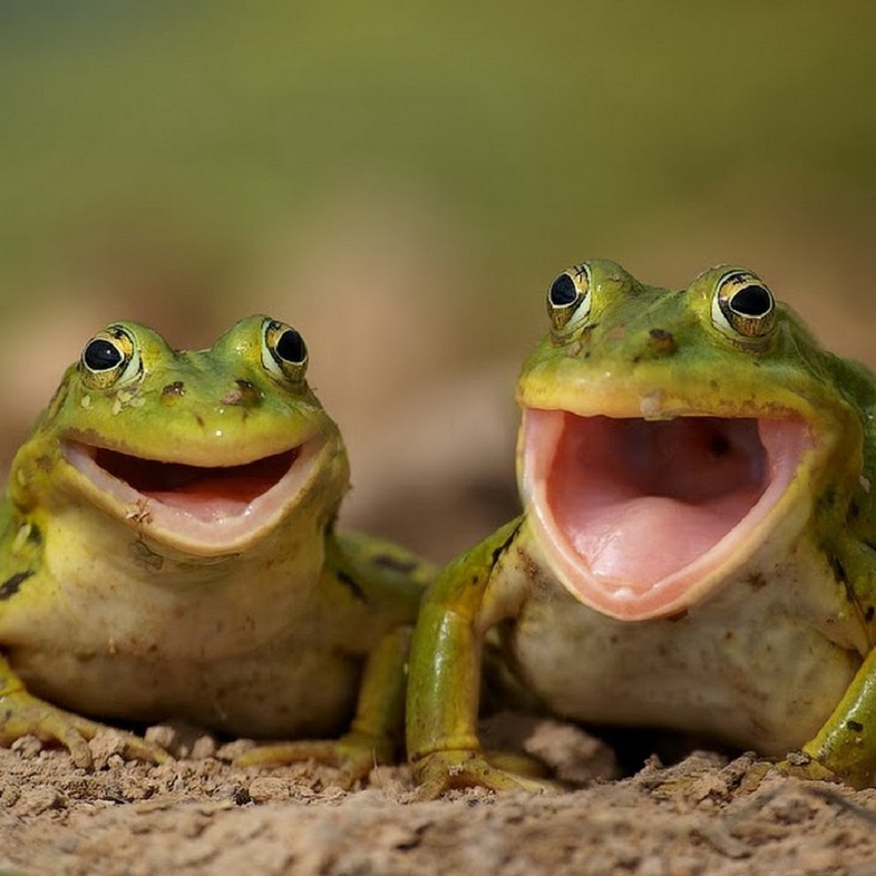 Король лягушек