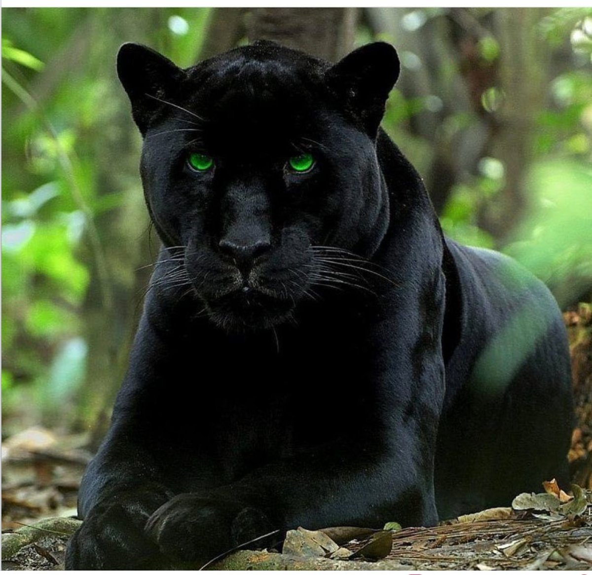 Черная Пума с зелеными глазами