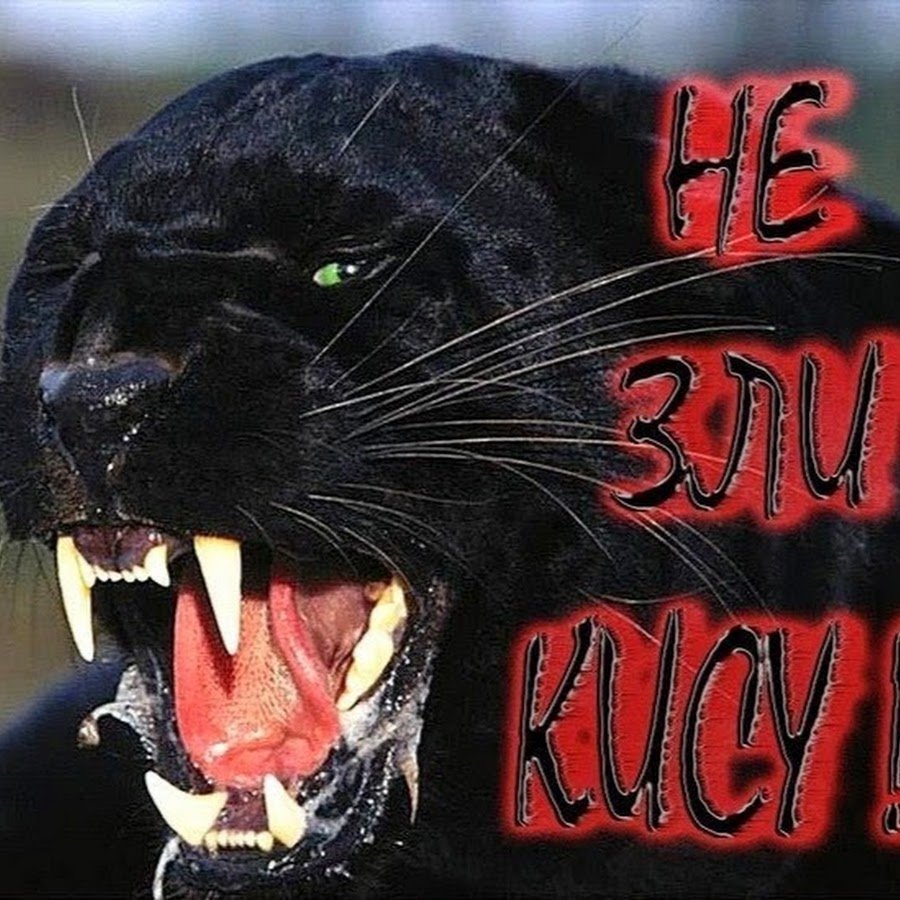 Пантера геймер ава