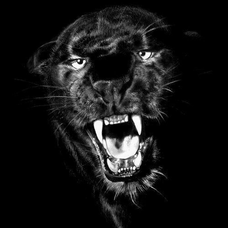 Пантера Багира