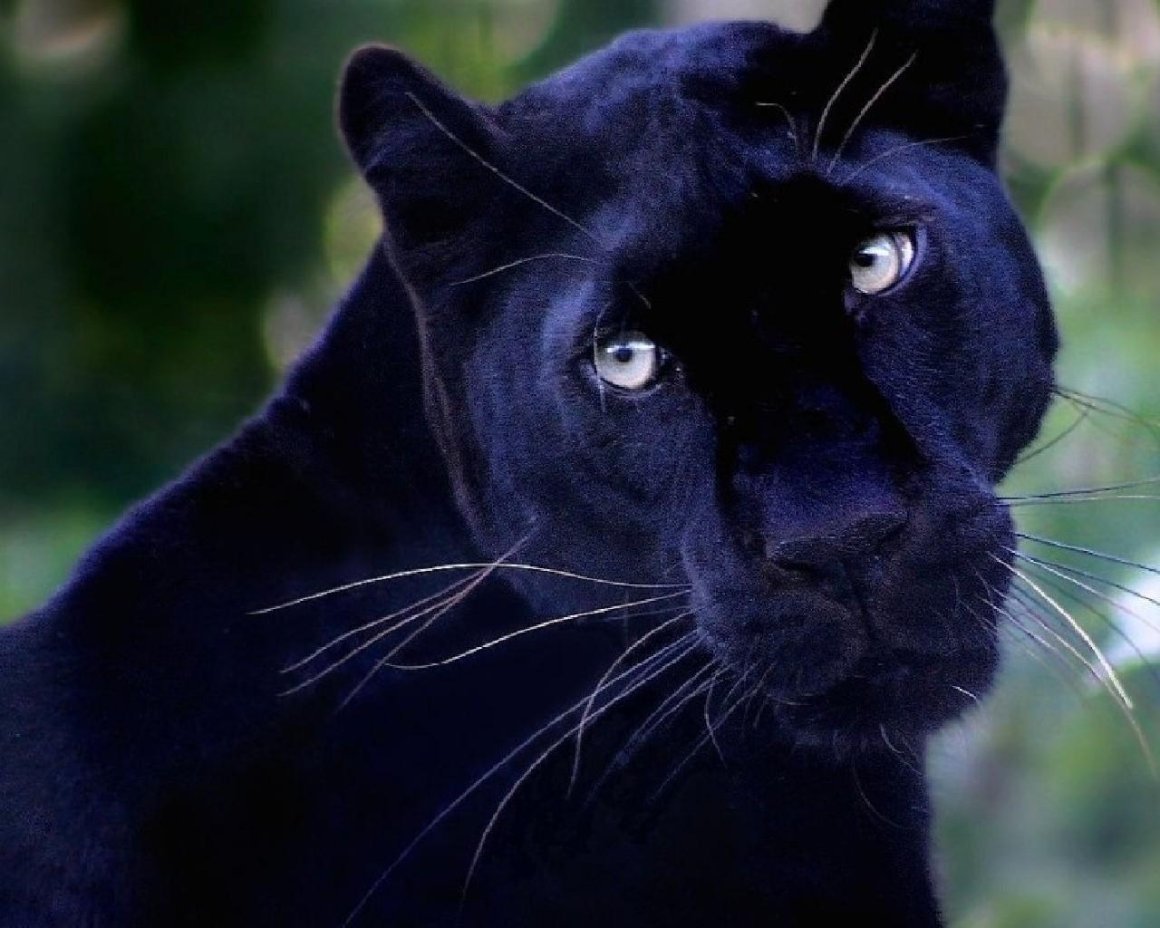 Пантера Багира из Маугли