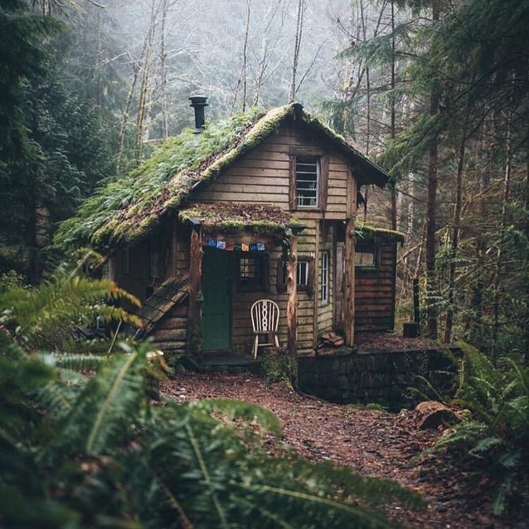 Друскининкай лес избушка