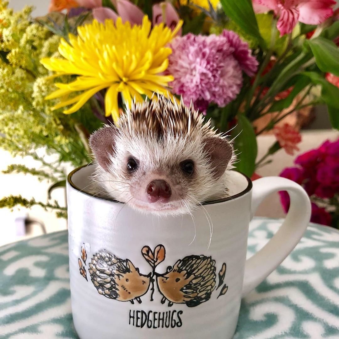 Ежик в кружке