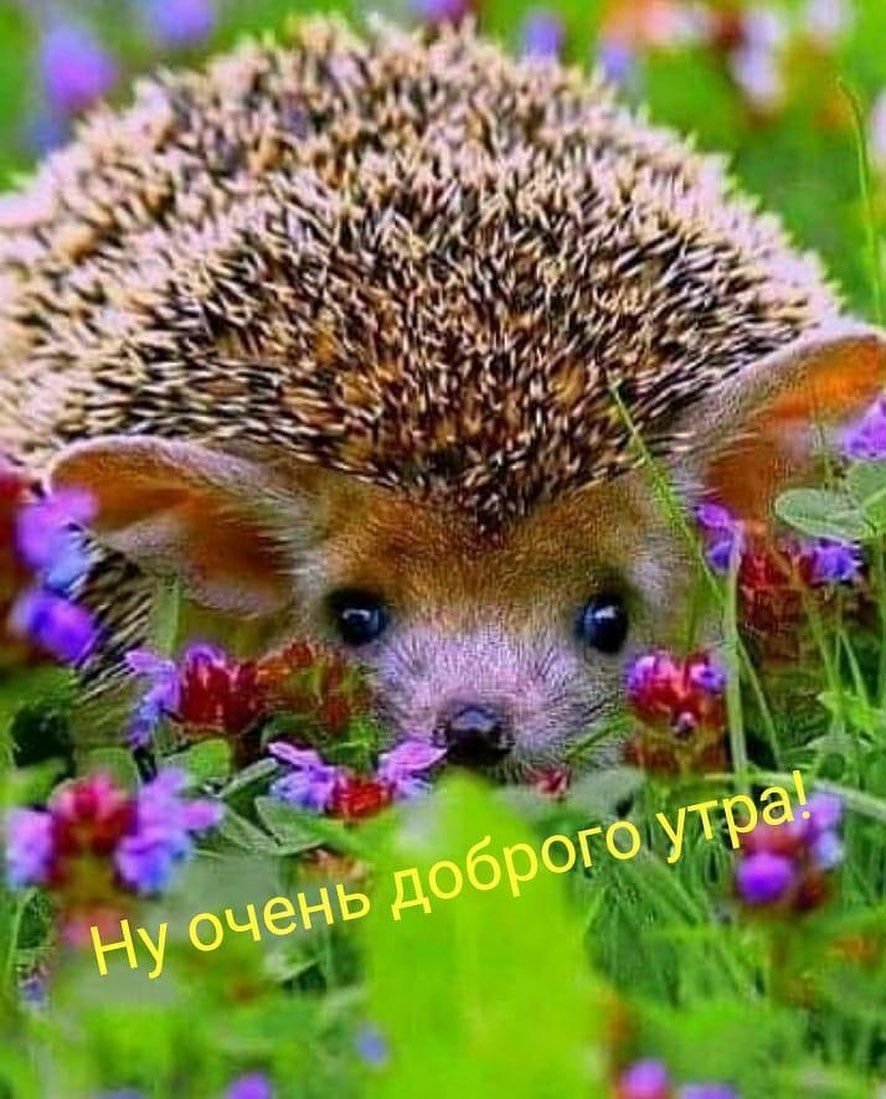 Растение Ежик