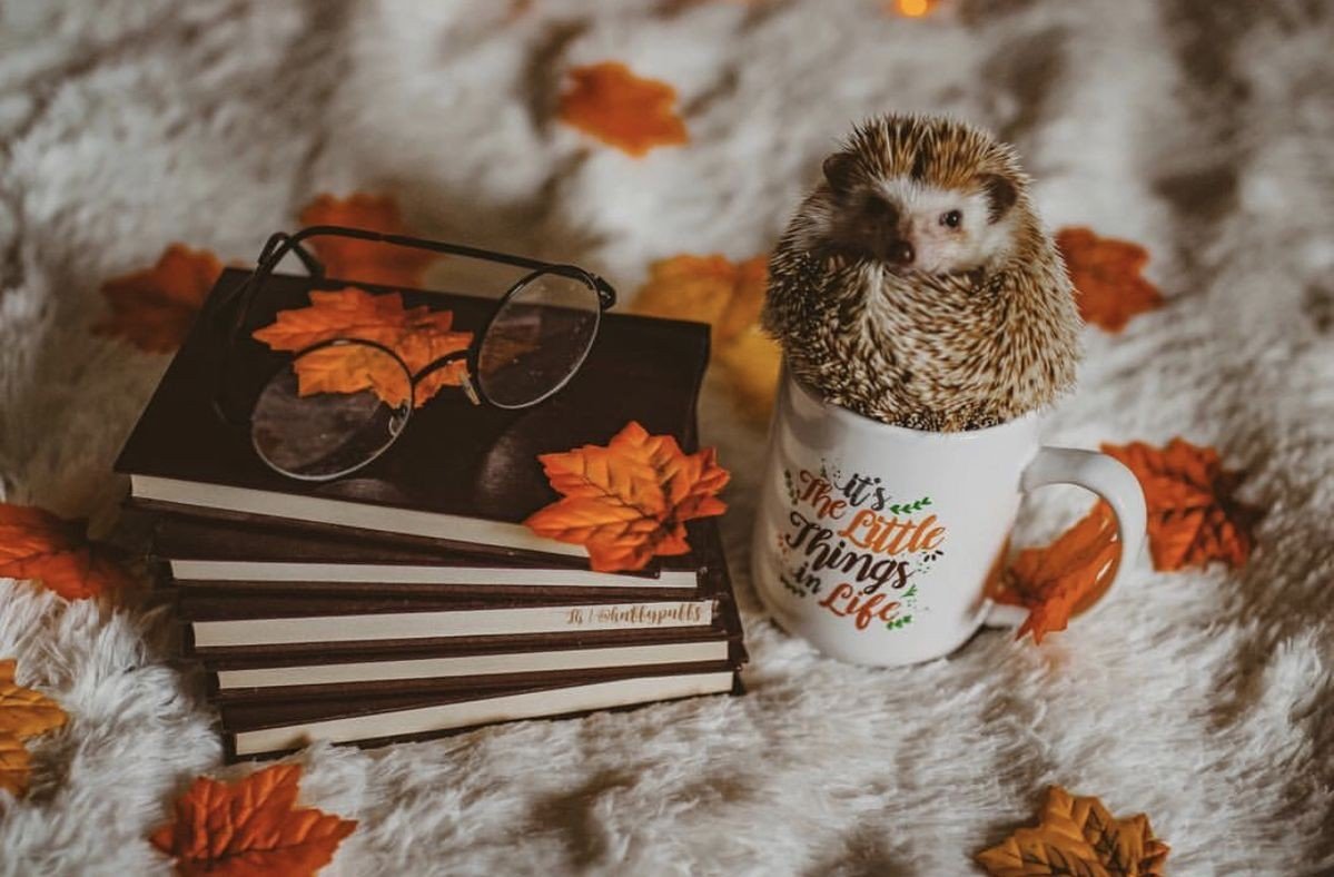 Осенние котики с кофе