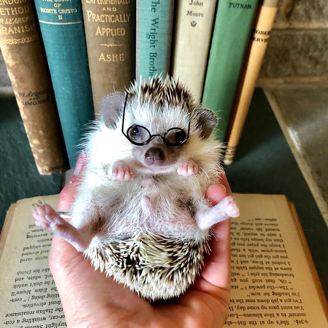 С добрым утром Ежик