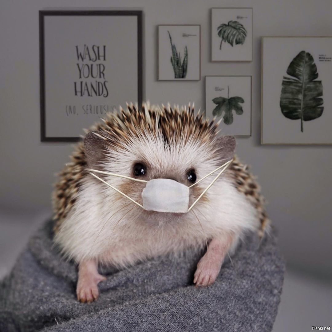 Доброе утро Ежик