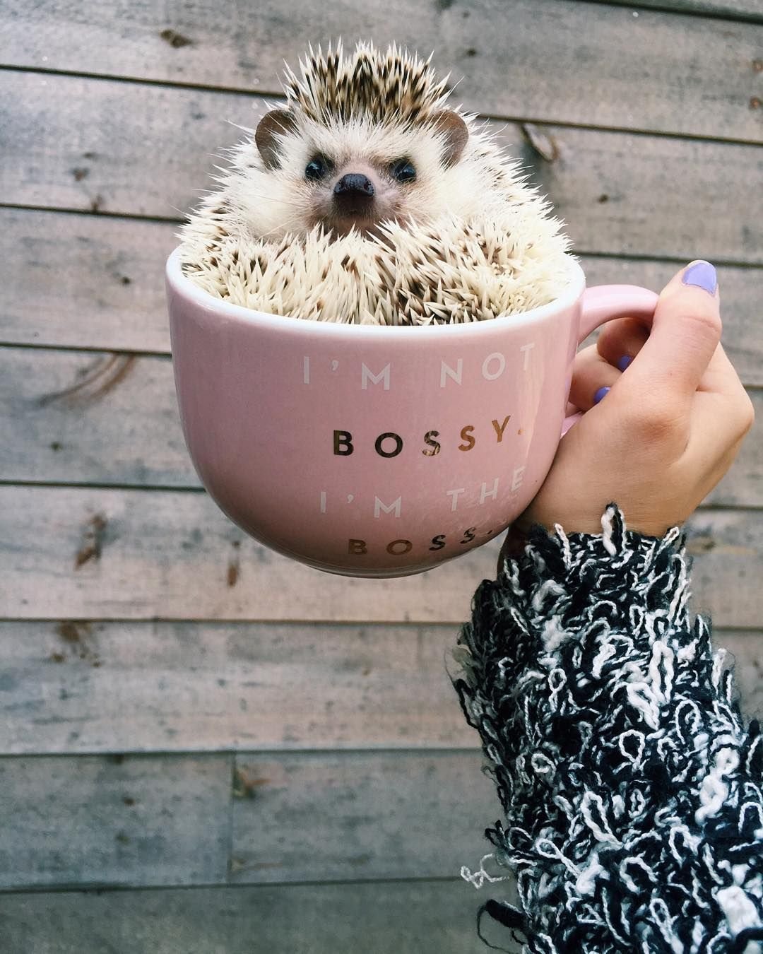 Доброе утро Ежик