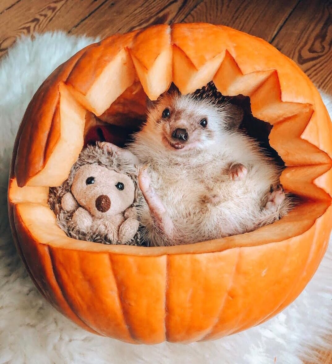 Mr.Pokee очаровательный ёж-путешественник