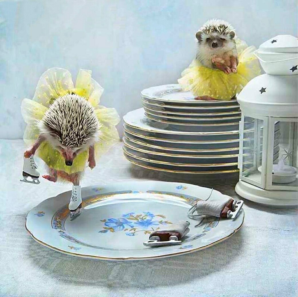 Ёжики Елены Ерёминой 2021