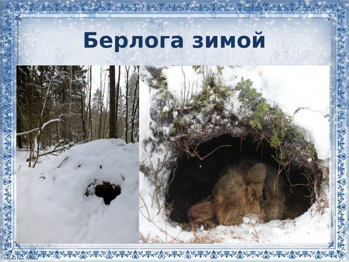 Медвежья Берлога