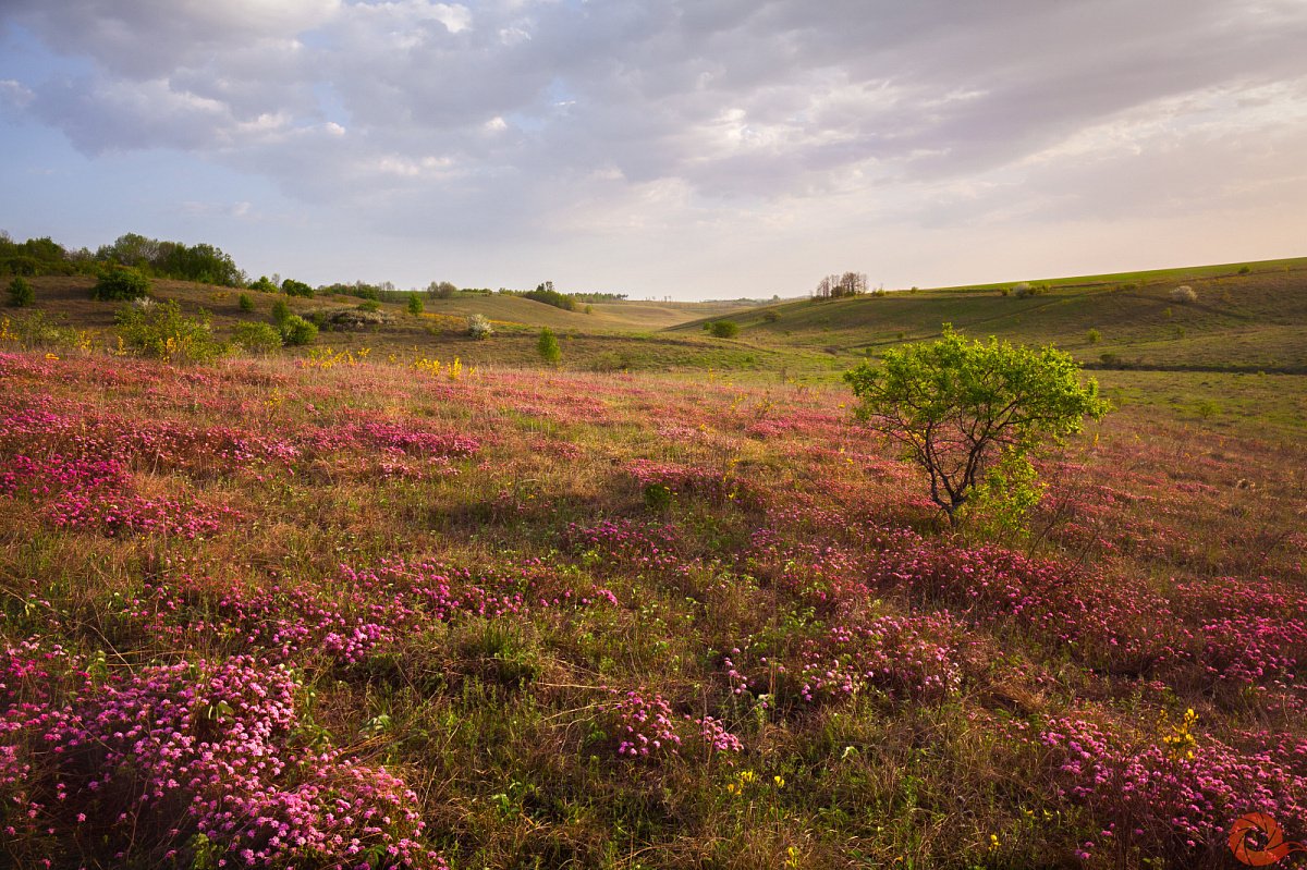 Центрально-Черноземный заповедник Курск