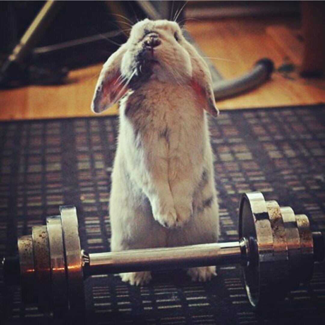 Животные в спортзале