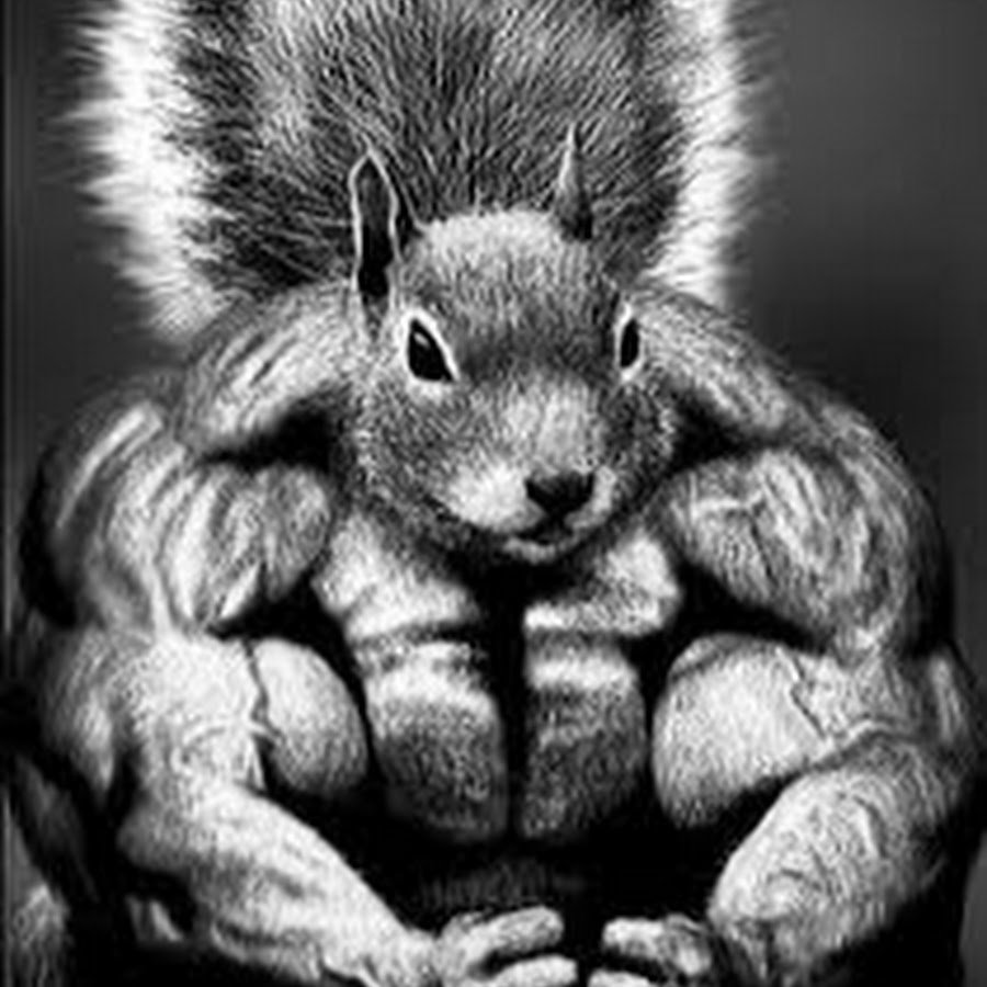 Мускулистая белка