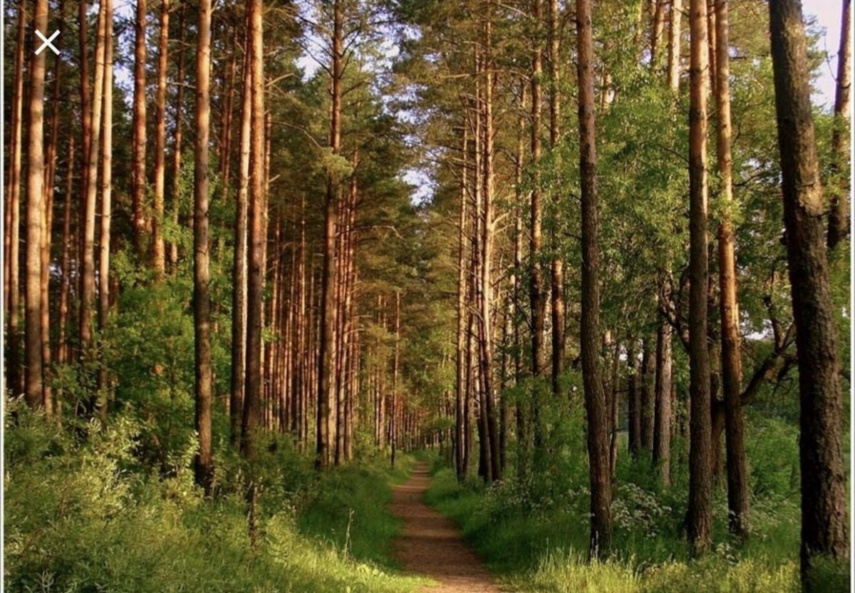 Лес Сосновый Бор Новокузнецк