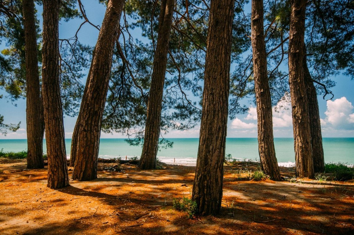 Сосновый Бор Пицунда Абхазия