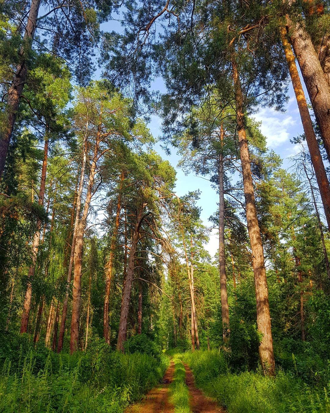 Бузулукский Бор национальный парк