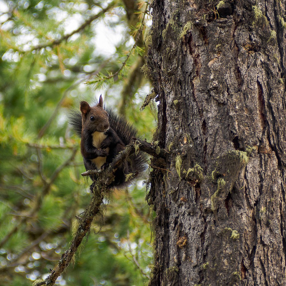 Звери в Сосновом Бору
