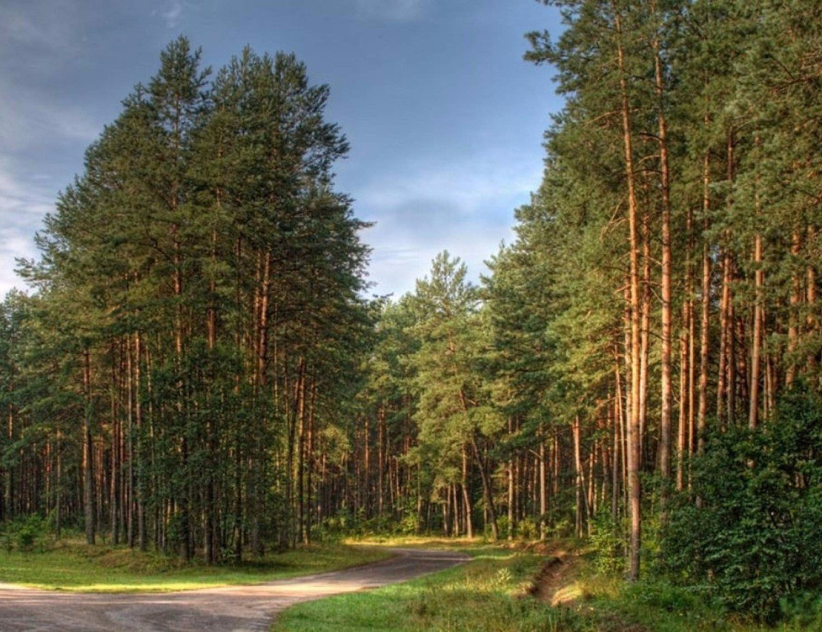 Сосновый Бор Воронеж лес