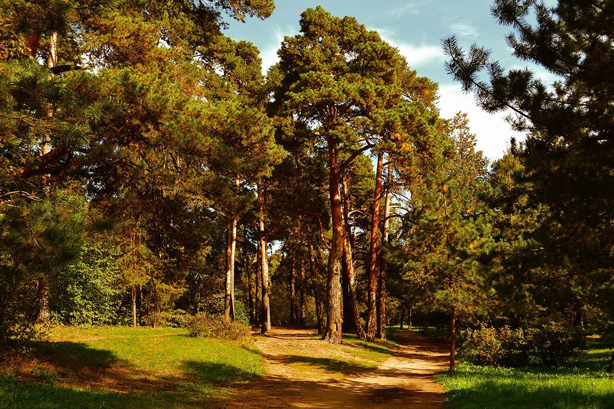 Сосновая роща Калуга