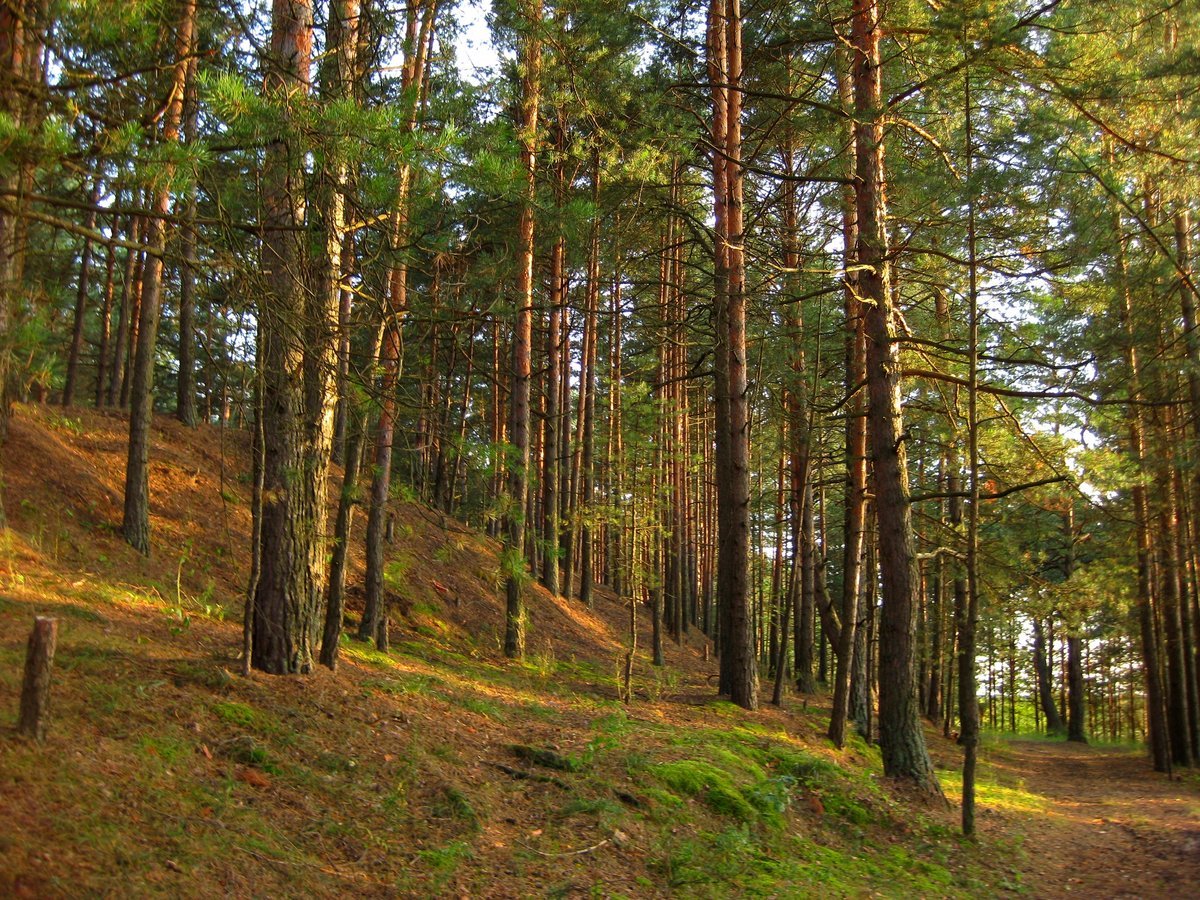 Лес Сосновый Бор Новокузнецк