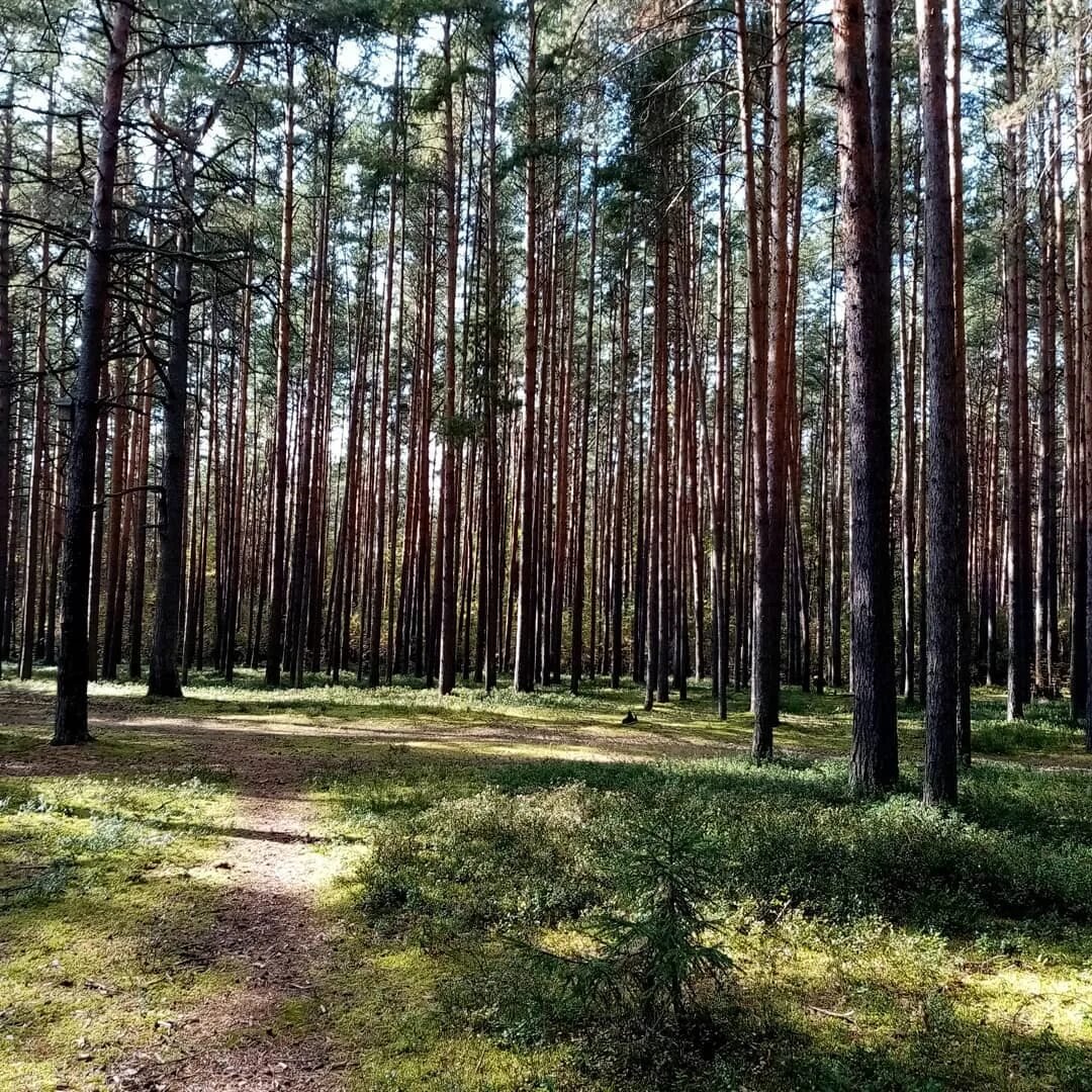 Сосновый Бор Подмосковье Коломна