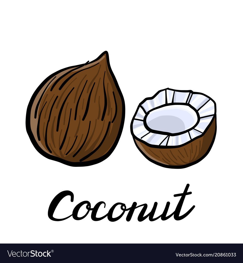 Кокос рисунок карандашом