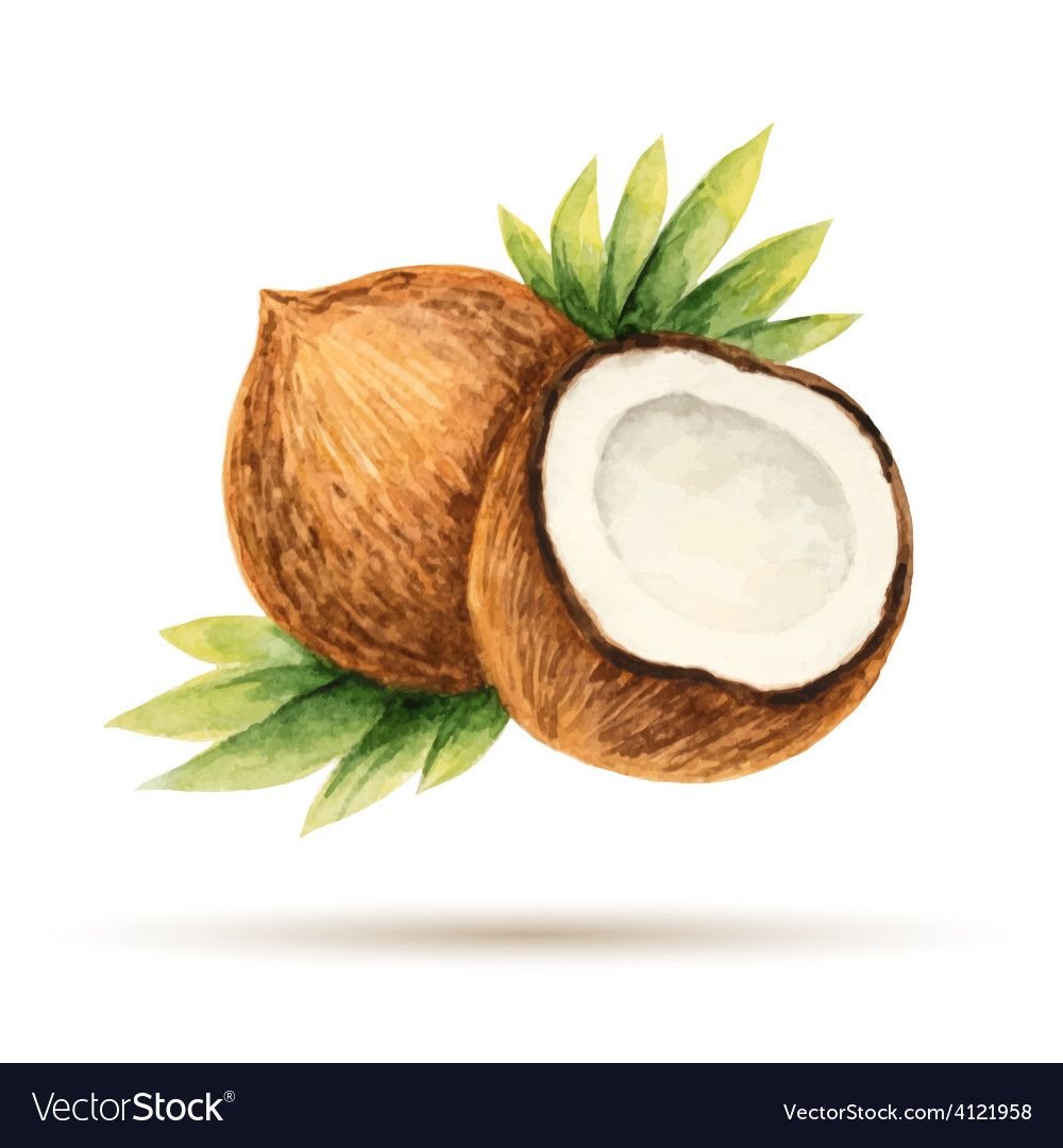 Кокос рисунок карандашом