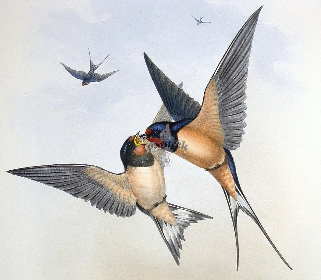 Ласточка живопись