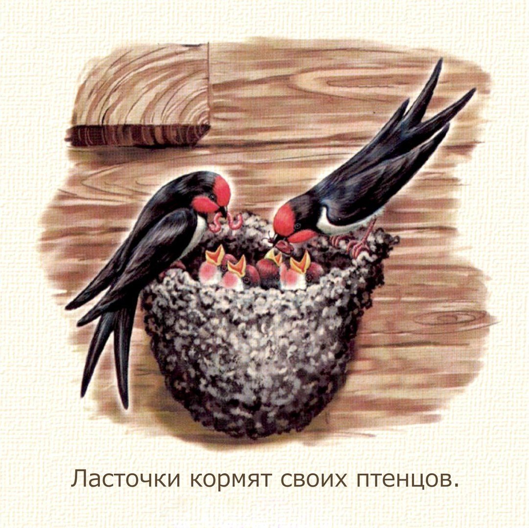 Гнездо ласточки