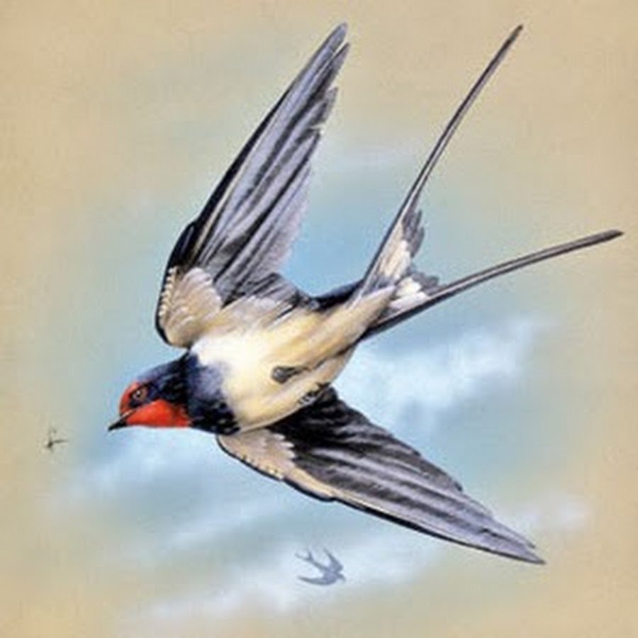 Ласточка картина