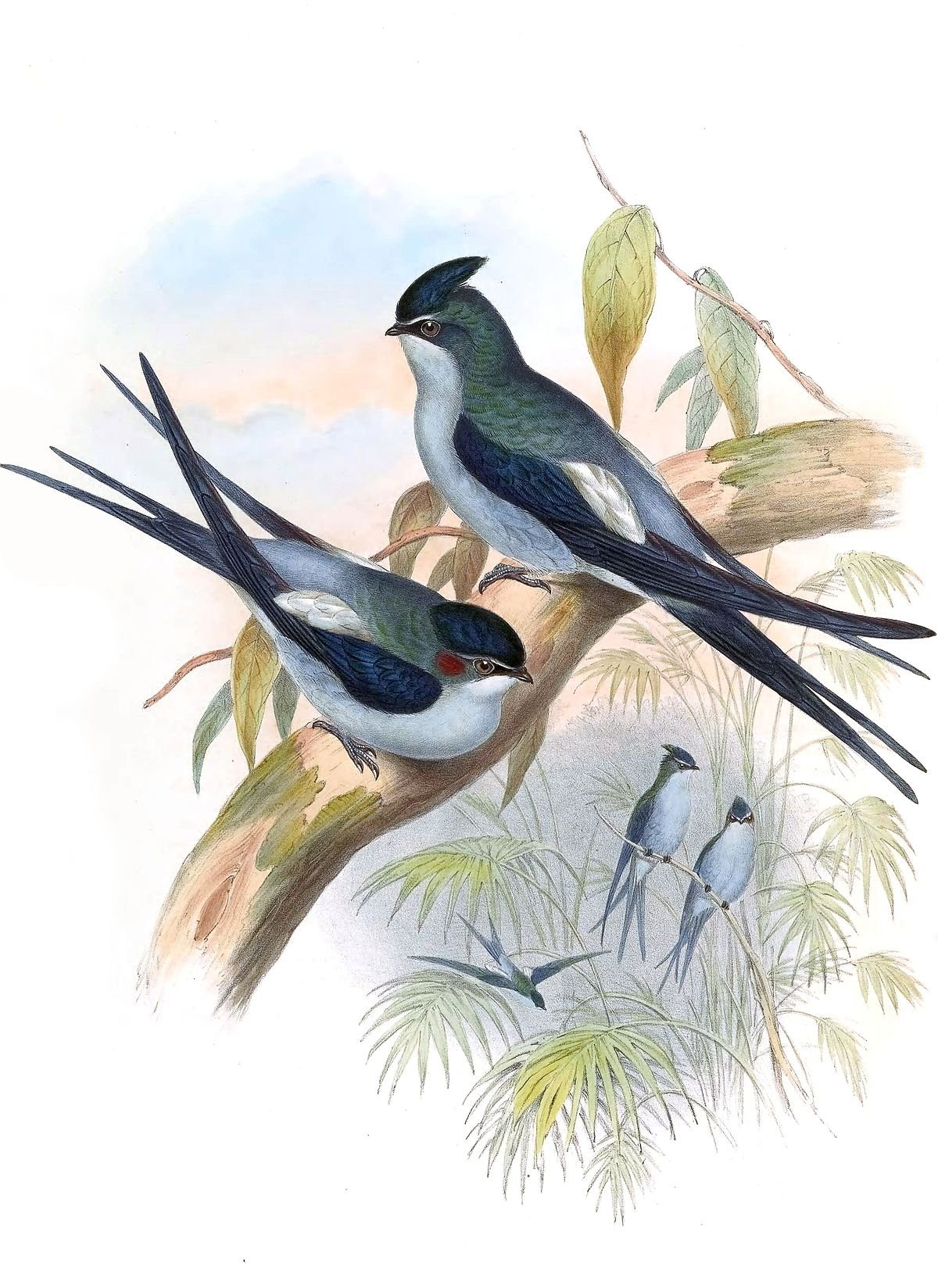 Ласточка весной