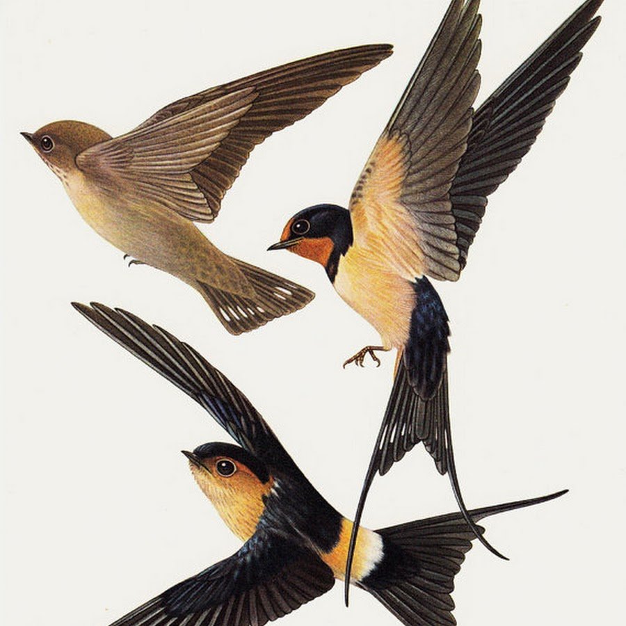 Разные ласточки