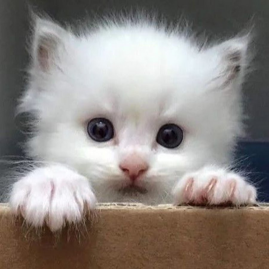 Милые смешные котята