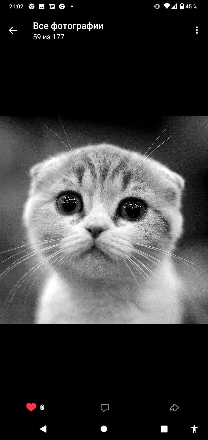 Извиняющийся кот