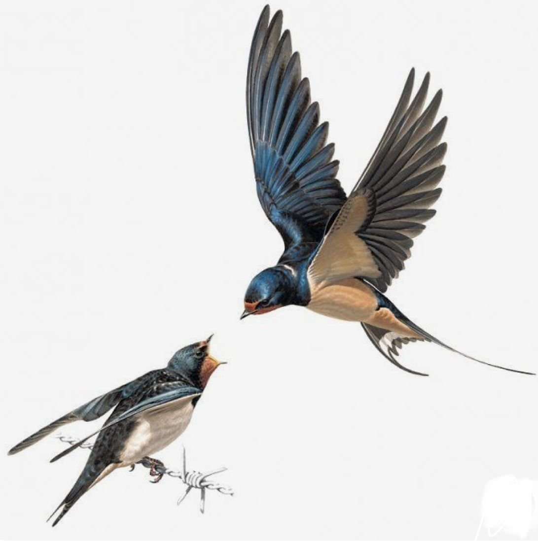 Ласточка в полете