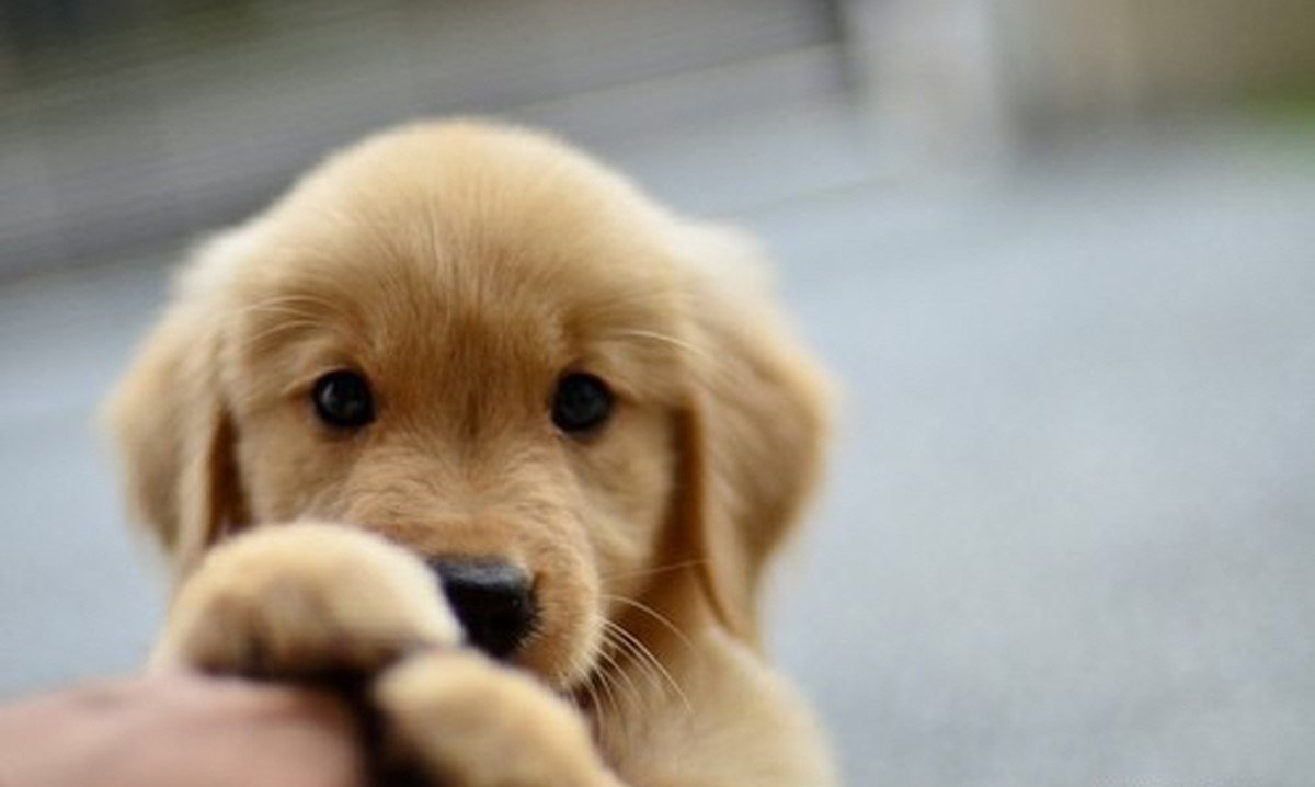 Щенок соскучился